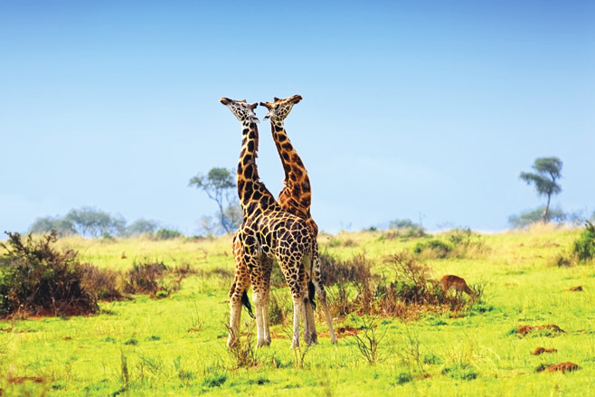 Uganda Giraffes