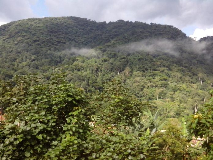 Bwindi Impenetrable Forest