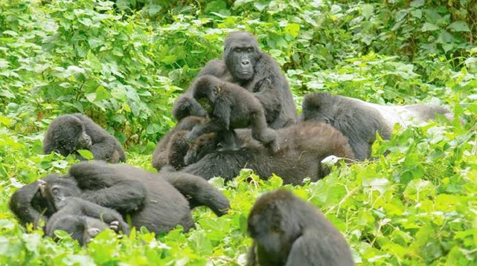 Bwindi Gorillas