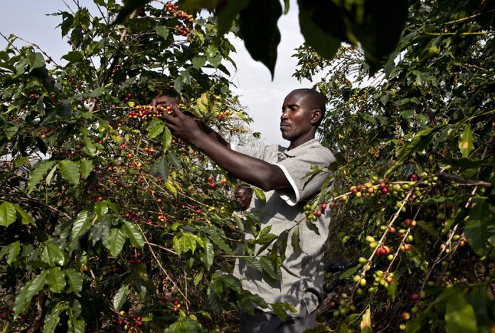 Uganda Coffee