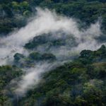bwindi-ancient-forest