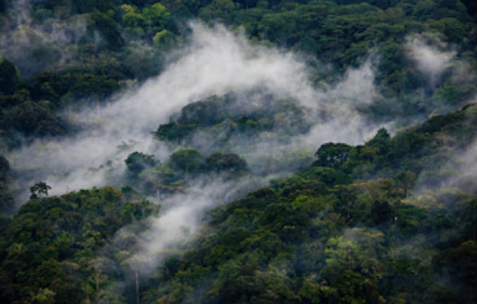 Bwindi Ancient Rain Forest