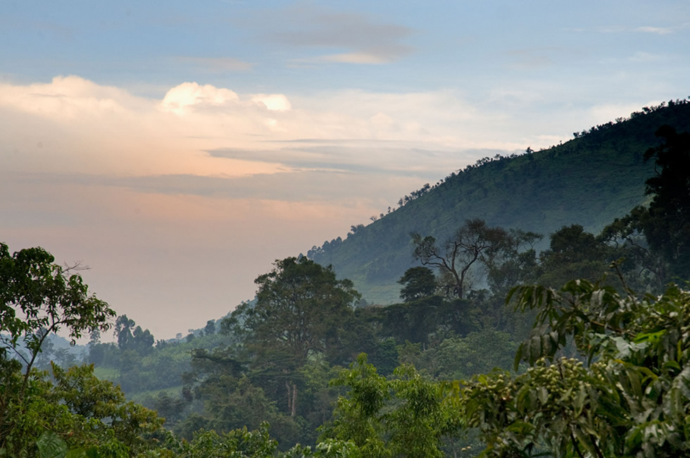 Bwindi Impenetrable Forest