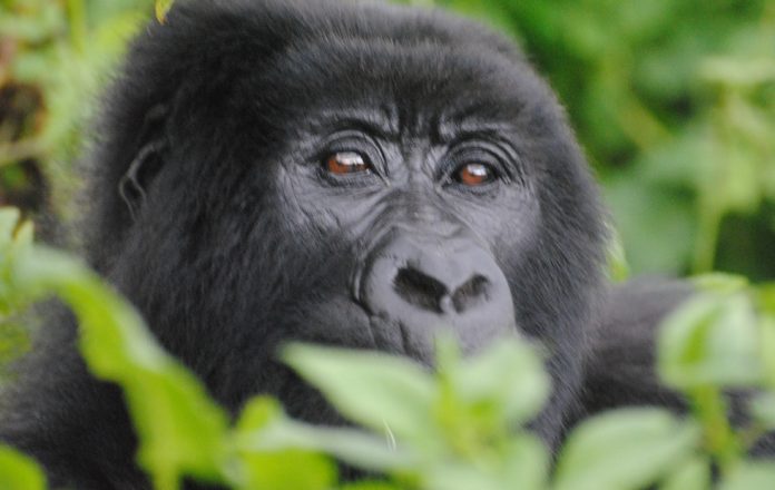 Mountain Gorilla in Uganda