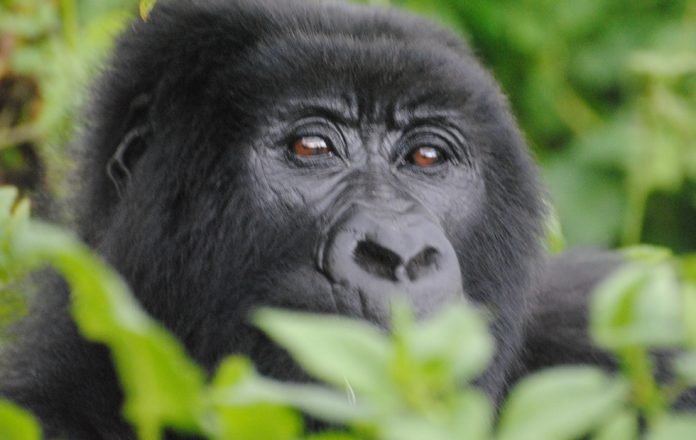 Mountain Gorilla in Uganda