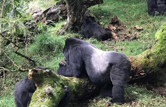 Gorilla Habituation