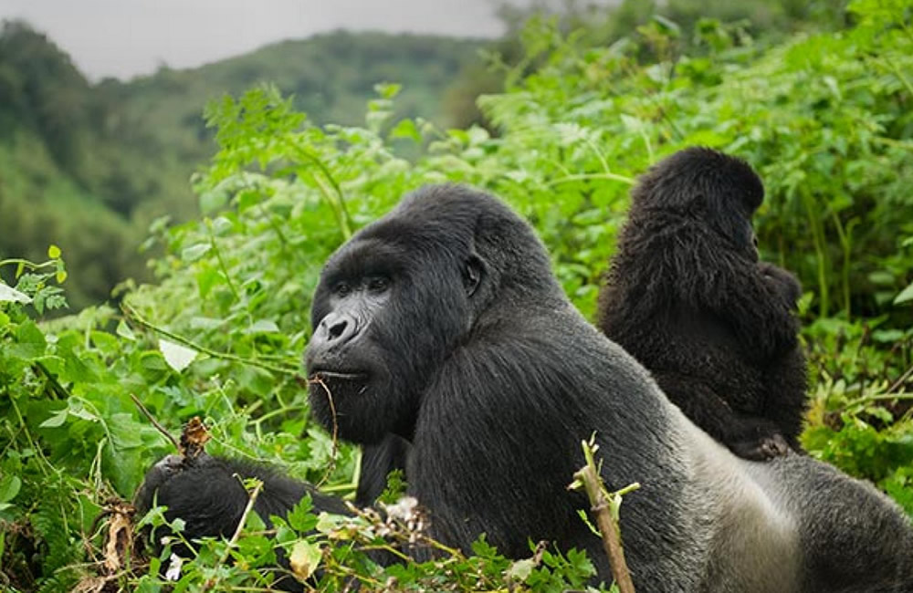 hirwa-family Hirwa Gorilla Family