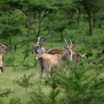 Elands in Lake Mburo