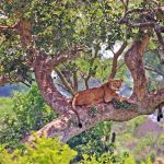 Ishasha Tree climbing lions