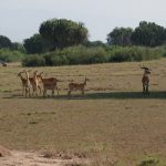 Qeen Elizabeth Game park