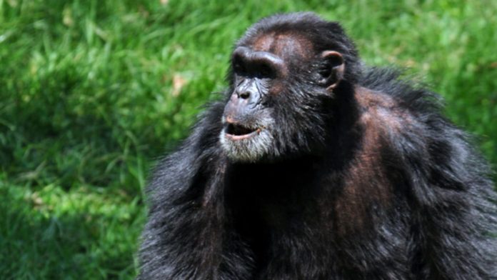 Zakayo The chimpanzee