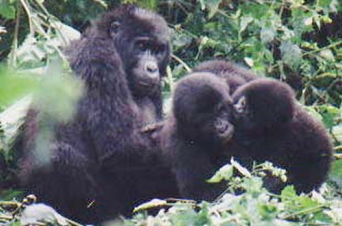 bwindi-gorillas Bwindi Mountain Gorillas