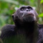 kibale chimp tracking