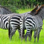 lake-mburo-zebras