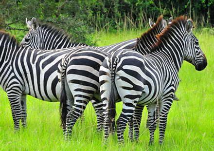 Lake Mburo Zebras