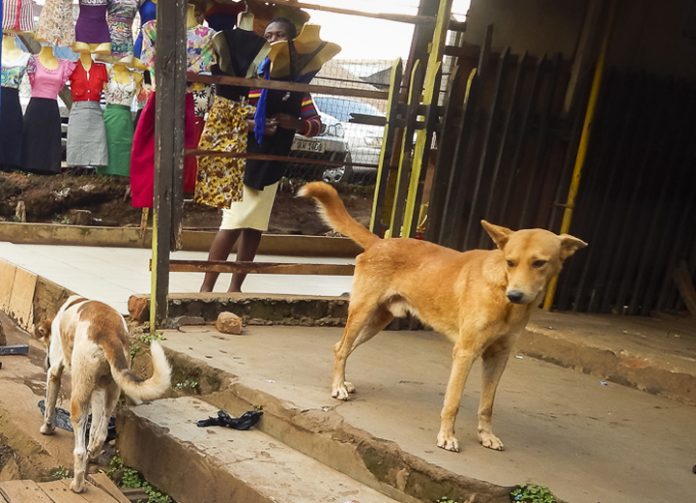Stray Dogs in Uganda