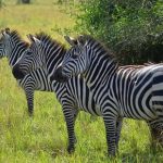 zebras-lake-mburo