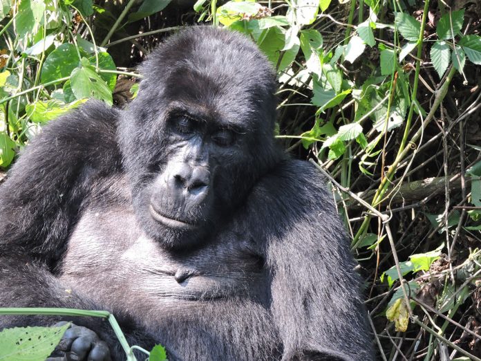 Bwindi Gorilla