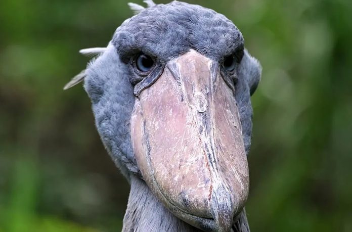 Ugandan Shoebill Stork