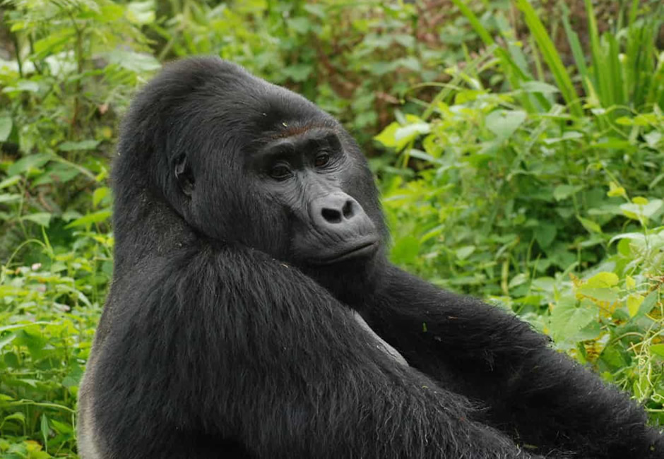 Rafiki the Gorilla of Nkuringo