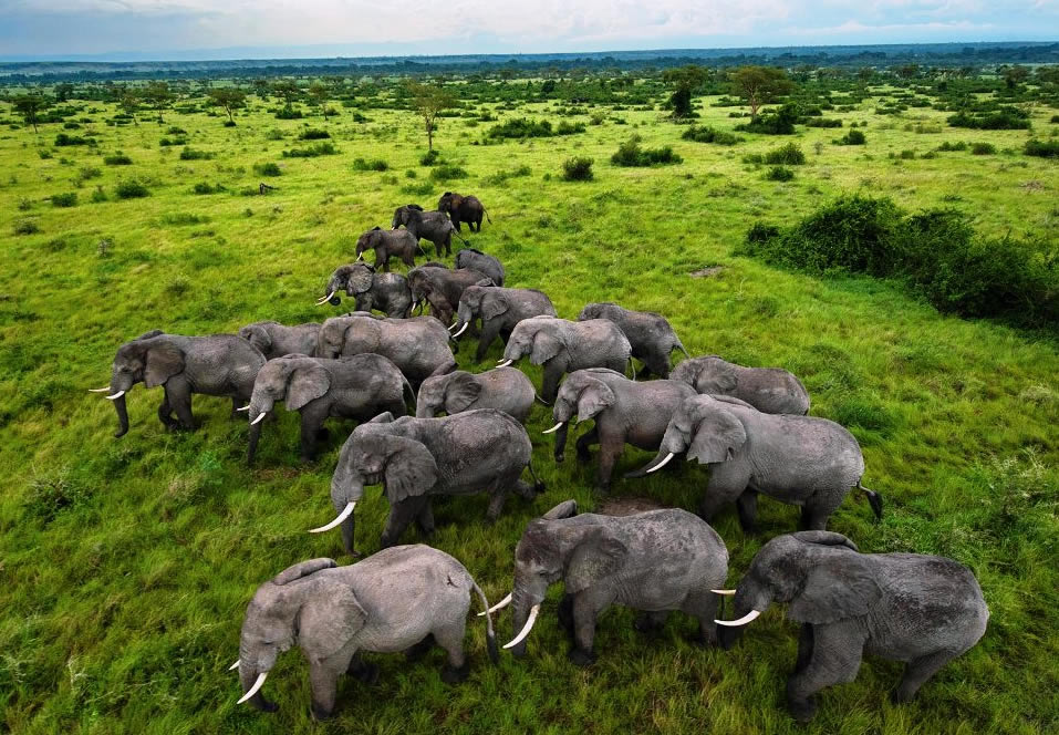 Queen Elizabeth Elephants