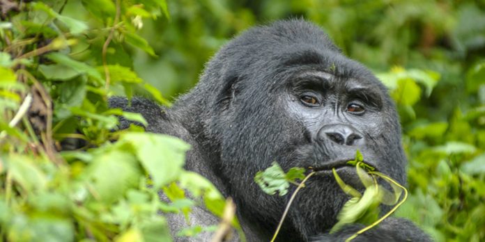 Gorilla Habituation