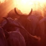 karimojong-cattle
