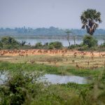 murchison-falls-uganda