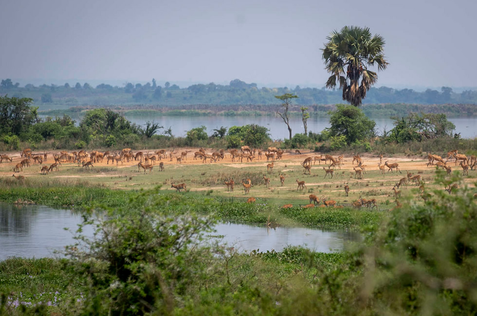 Murchison Falls of Uganda