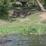 kazinga-channel-boat-cruise