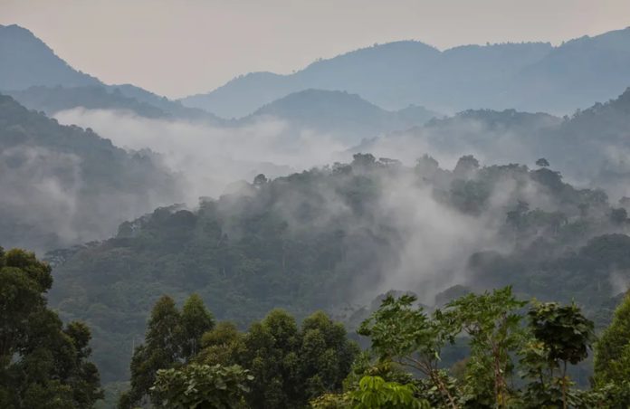 bwindi-impenetrable-forest Bwindi Impenetrable Forest