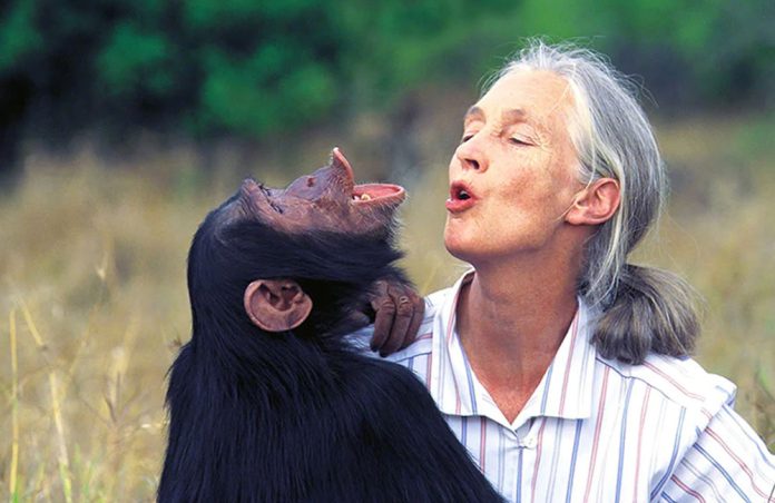 Jane Goodall