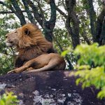 another-male-lion-rests
