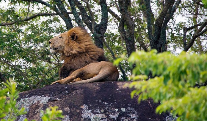 kidepo valley np