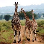 giraffe-evening-walk