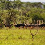 ostrich-run