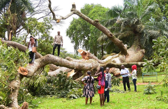 Historical Kyambogo Tree