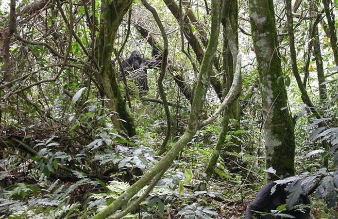 Bwindi Biodiversity