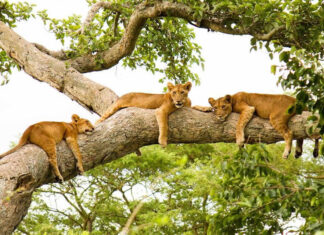 The Tree Climbing Lions of Ishasha Tree Climbing Lions